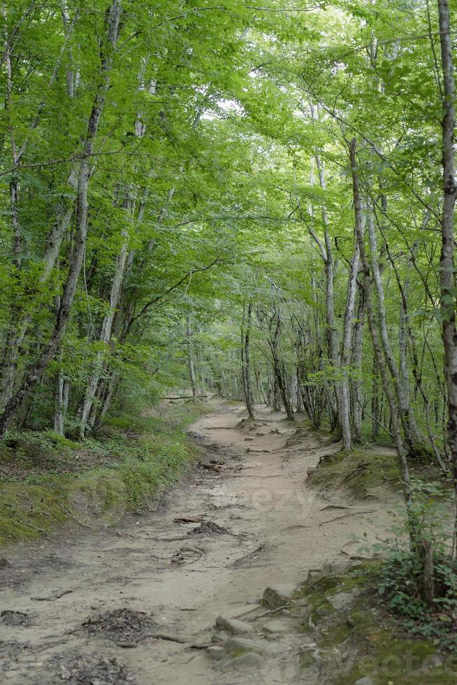 Green forest full of trees photo