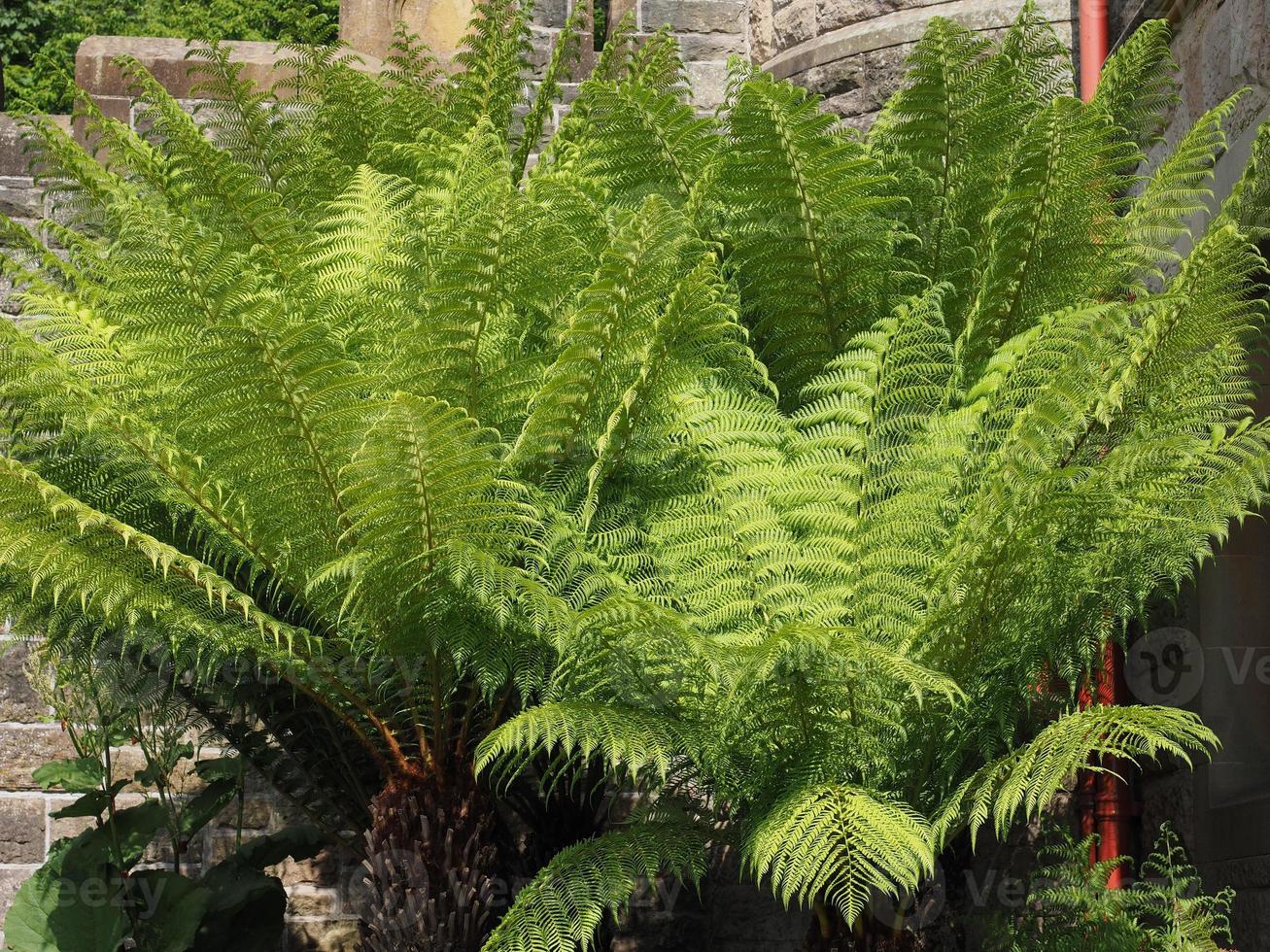 hojas de plantas de helecho foto