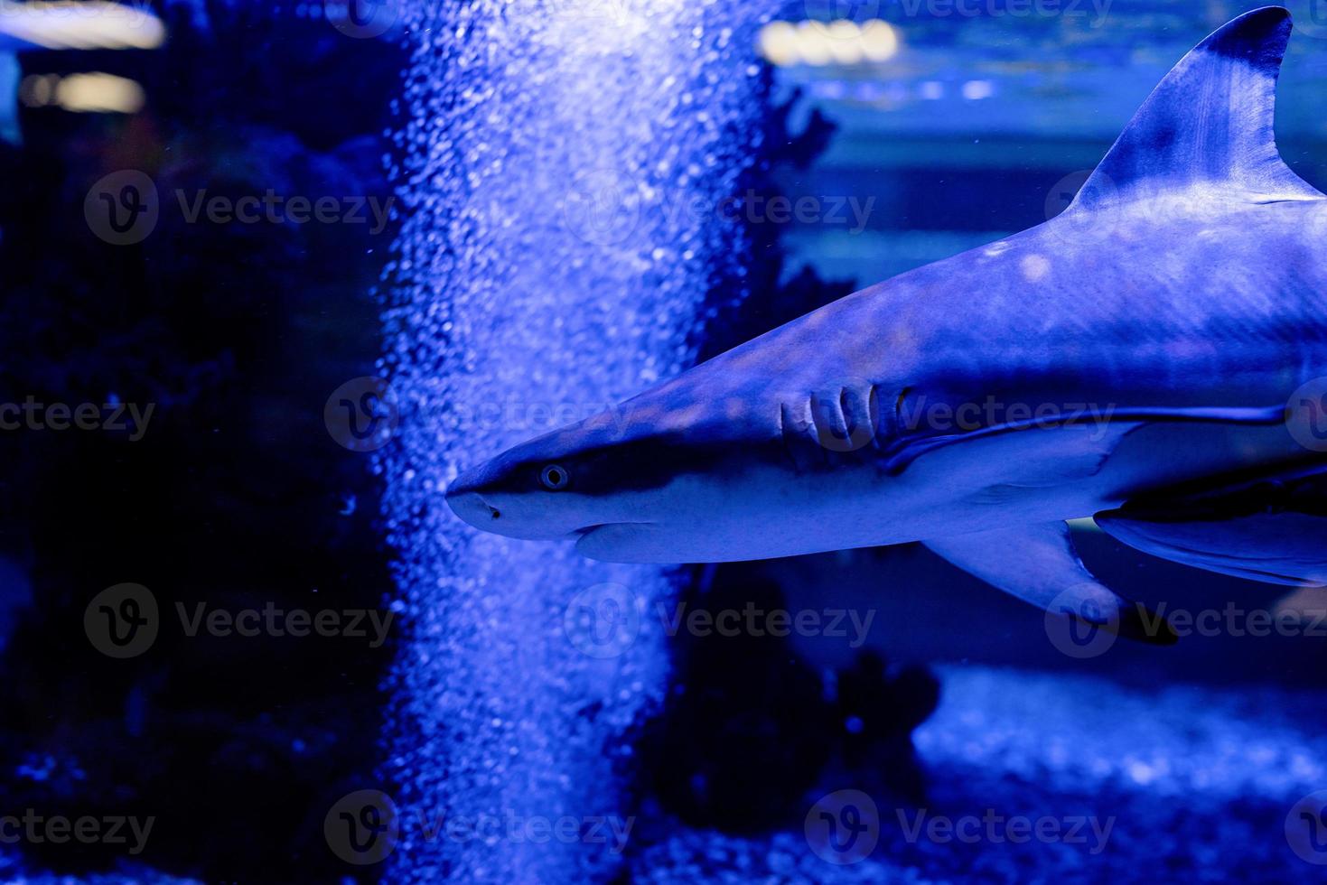Imagen submarina de pequeños tiburones nadando en el acuario en el Oceanario foto