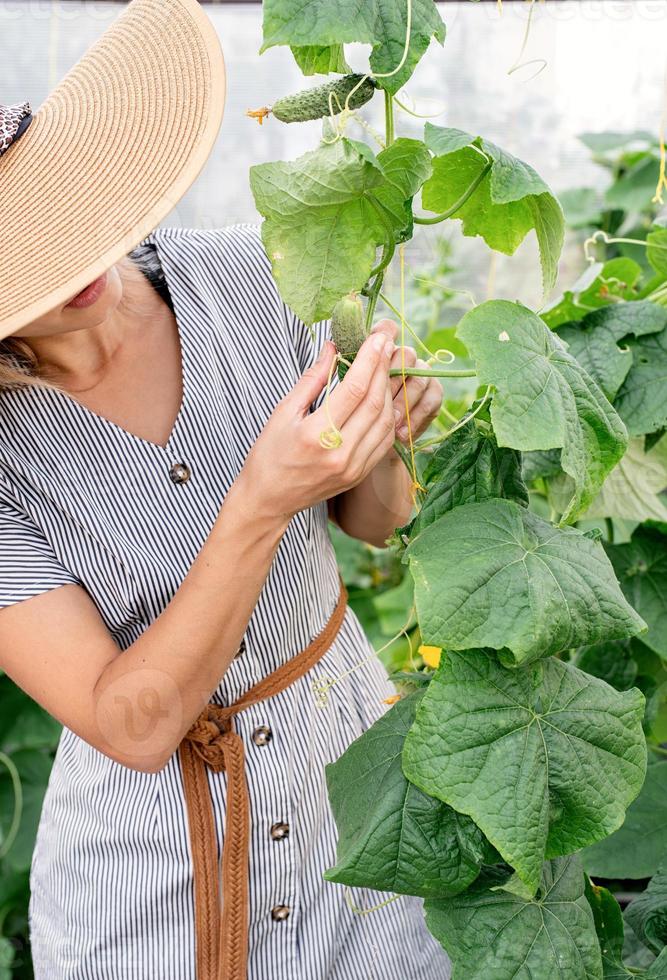 Beautiful young woman harvesting fresh cucumbers in the greenhouse photo