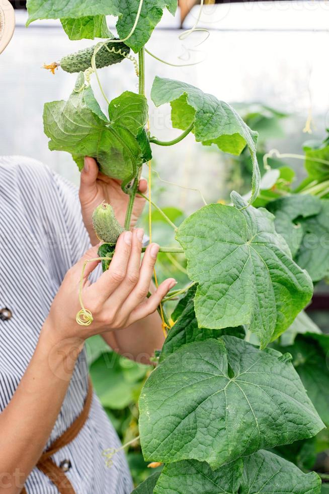 Beautiful young woman harvesting fresh cucumbers in the greenhouse photo