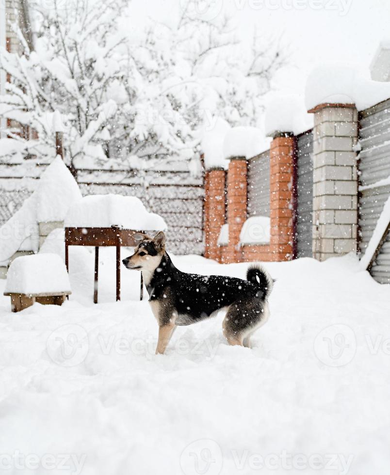 Hermoso perro de raza mixta jugando en la nieve en el patio trasero foto