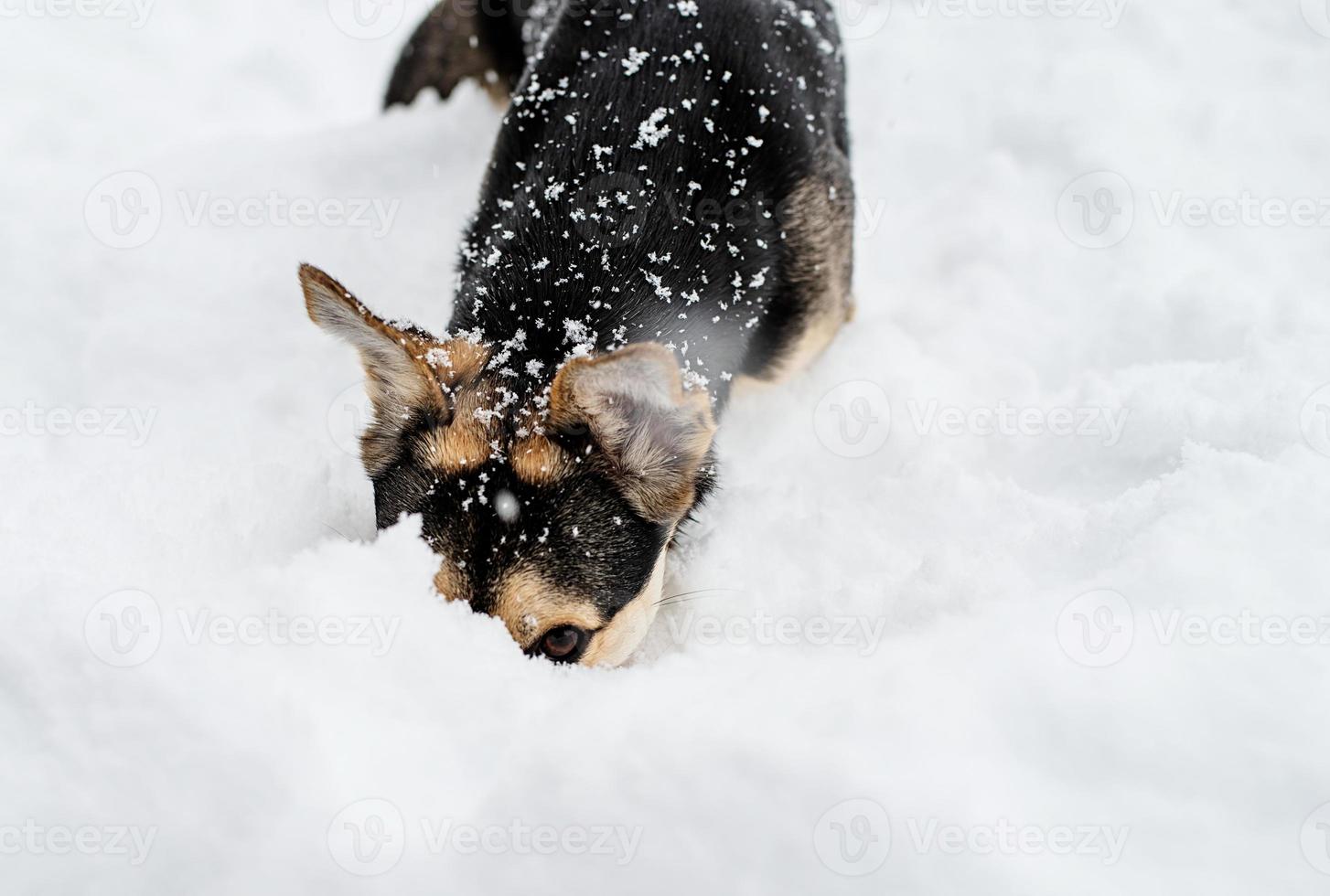 Adorable perro de raza mixta jugando en la nieve en el patio trasero foto