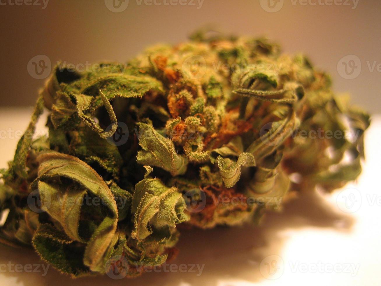cannabis medicinal marihuana creta isla grecia retro antecedentes 2006 foto