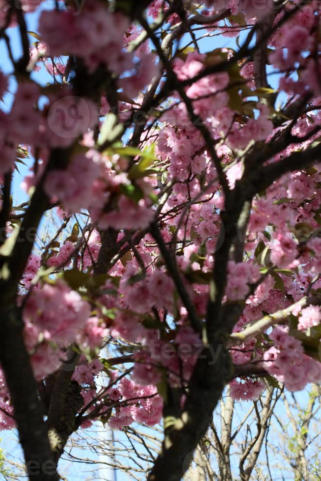 Cherry flowers on tree close up summer background high quality print photo