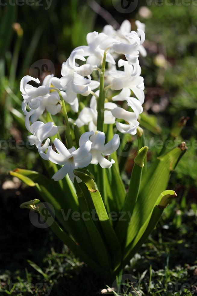 Hyacinthus orientalis flower macro background family asparagaceae photo