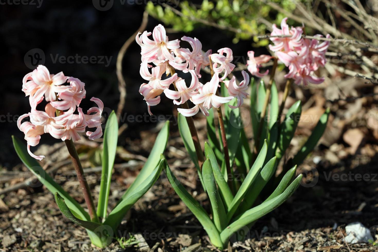 Hyacinthus orientalis flor macro antecedentes familia asparagaceae foto