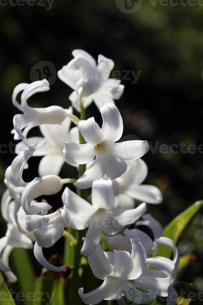 Hyacinthus orientalis flor macro antecedentes familia asparagaceae foto