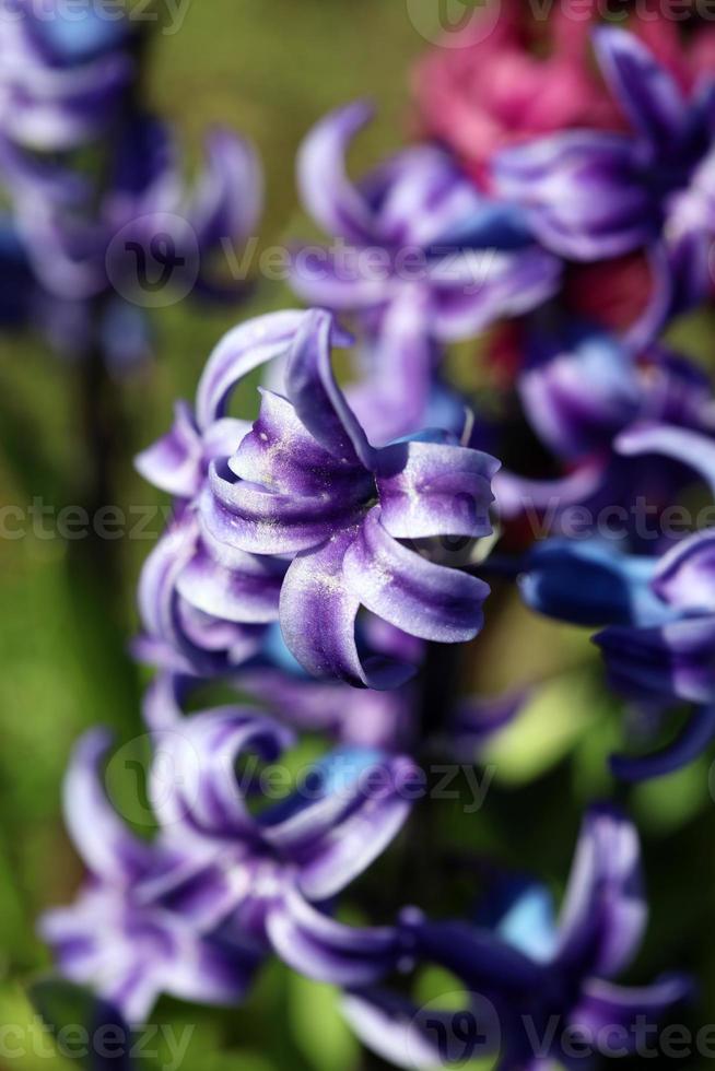 Hyacinthus orientalis flower macro background family asparagaceae photo