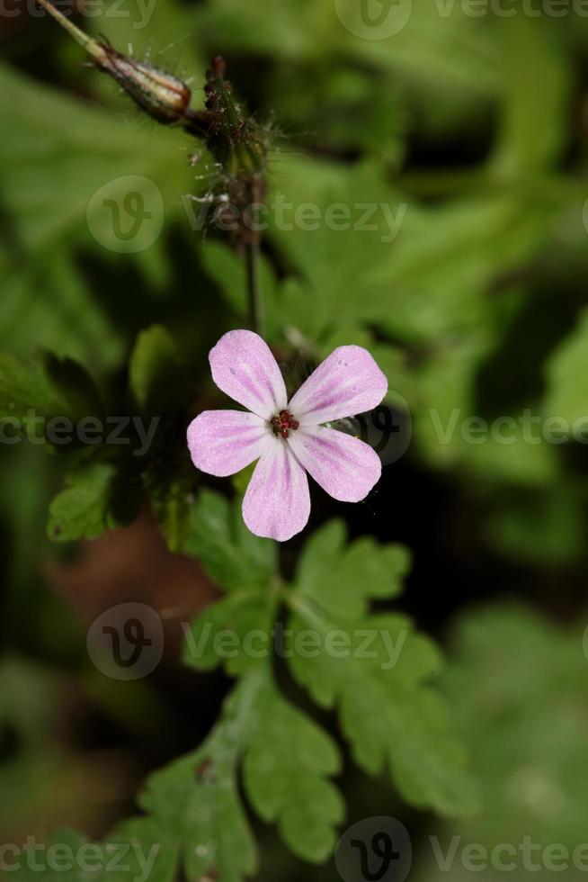 flor violeta salvaje geranio robertianum familia geraniaceae moderno foto