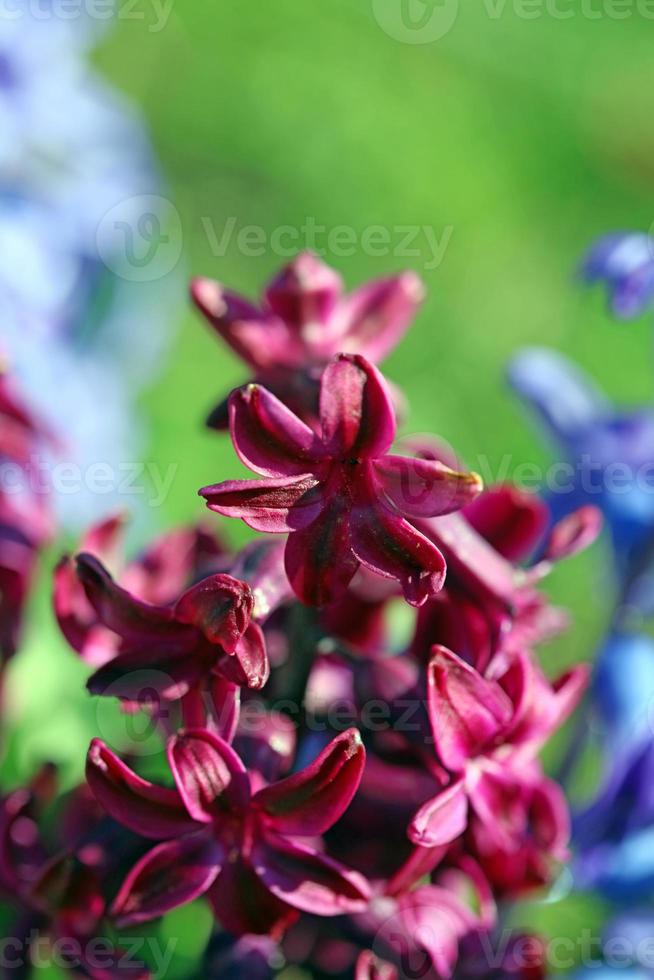 Hyacinthus orientalis flower macro background family asparagaceae photo
