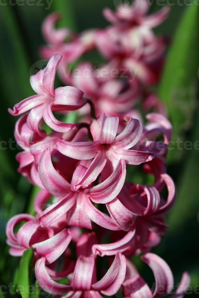 Hyacinthus orientalis flor macro antecedentes familia asparagaceae foto