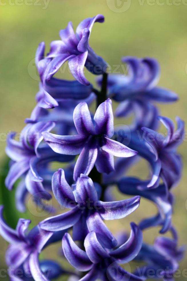 Hyacinthus orientalis flor macro antecedentes familia asparagaceae foto