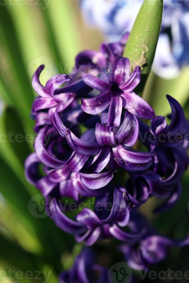 Hyacinthus orientalis flor macro antecedentes familia asparagaceae foto