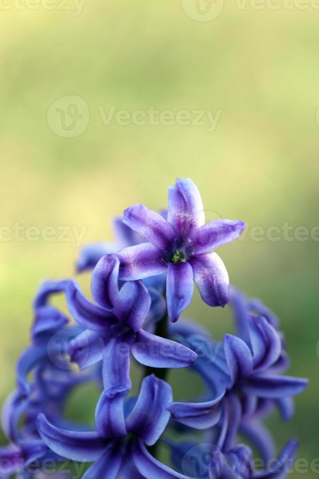 Hyacinthus orientalis flor macro antecedentes familia asparagaceae foto