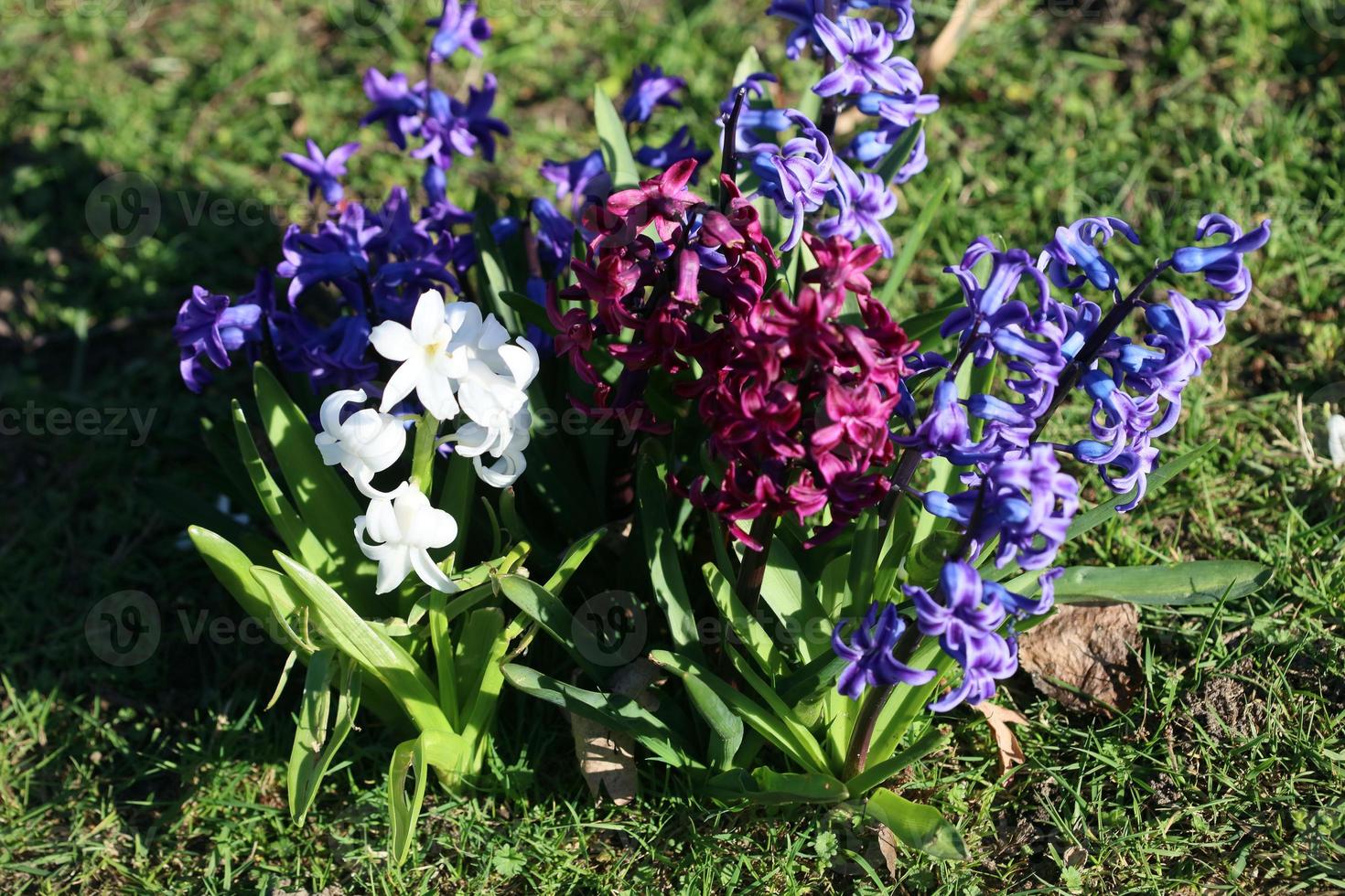 Hyacinthus orientalis flor macro antecedentes familia asparagaceae foto