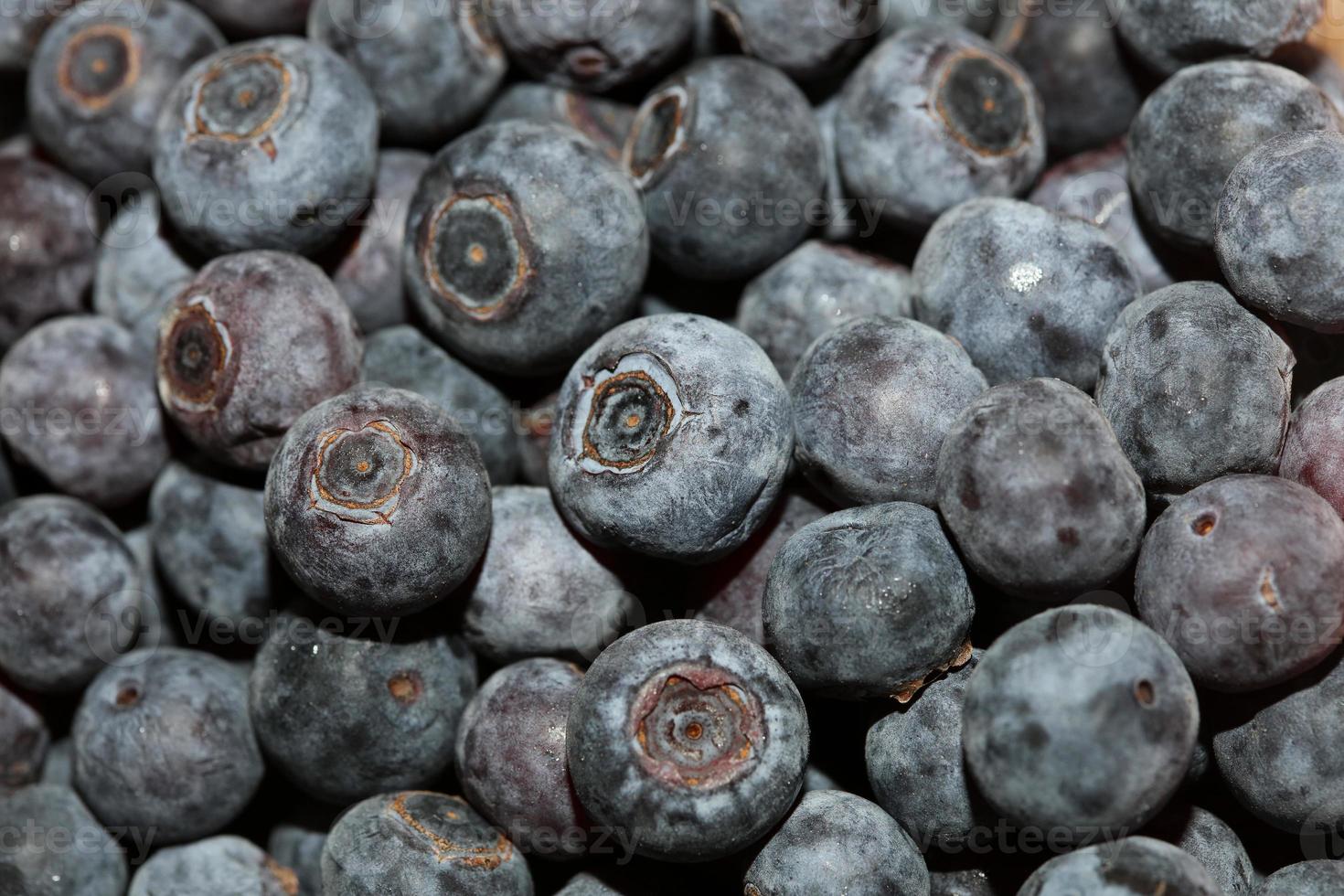 Wild blue berries macro background high quality prints photo