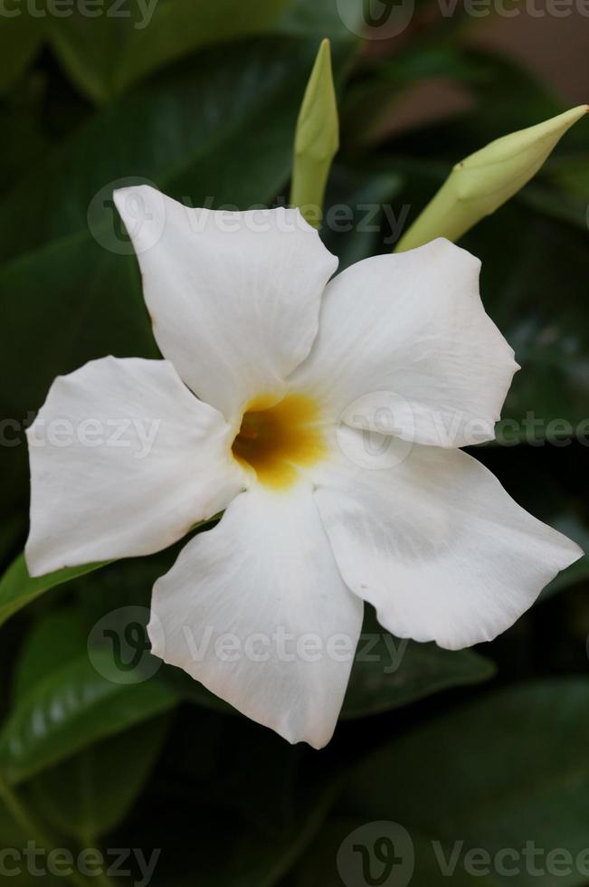 Mandevilla bella flower chilean jasmine family apocynaceae background photo