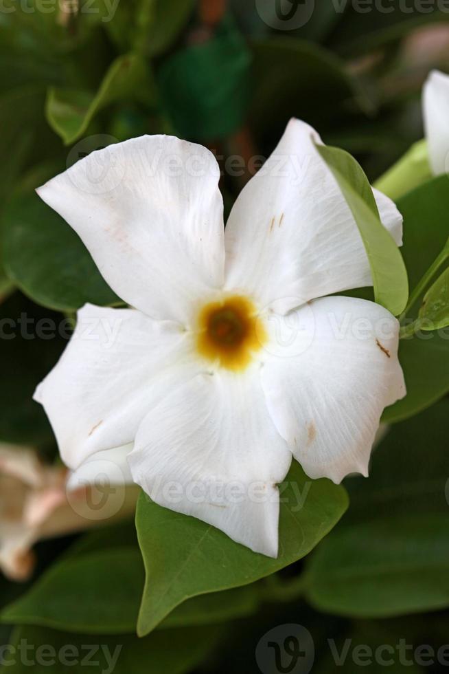 Mandevilla bella flower chilean jasmine family apocynaceae background photo