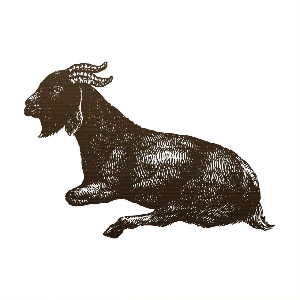 Goat hand drawing engraving style illustration vector