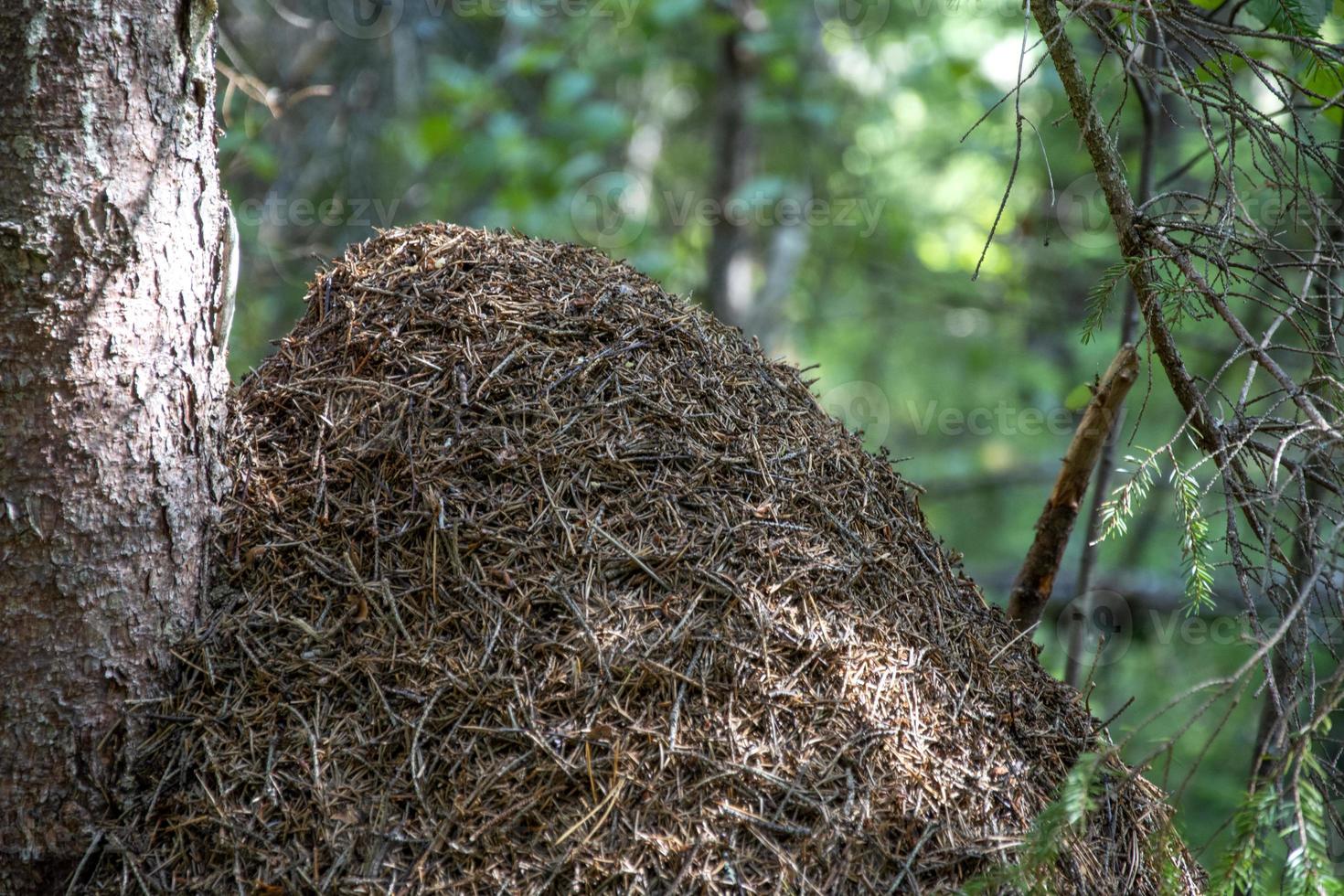 House of ants near a tree trunk in the forest photo