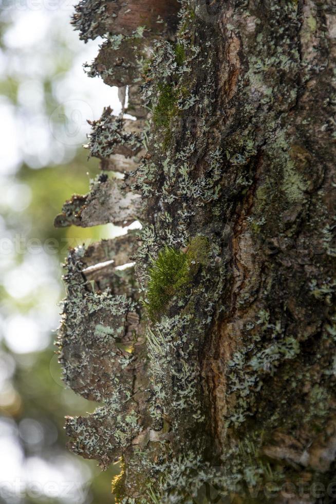 Bark structure on an old birch photo