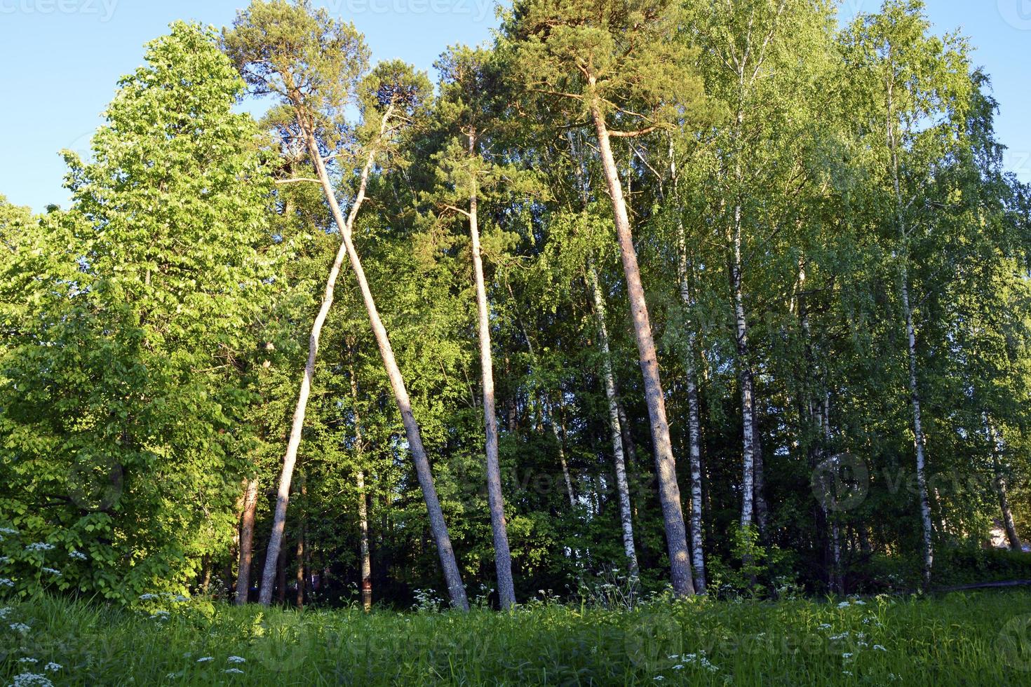 Tall trees in the forest photo