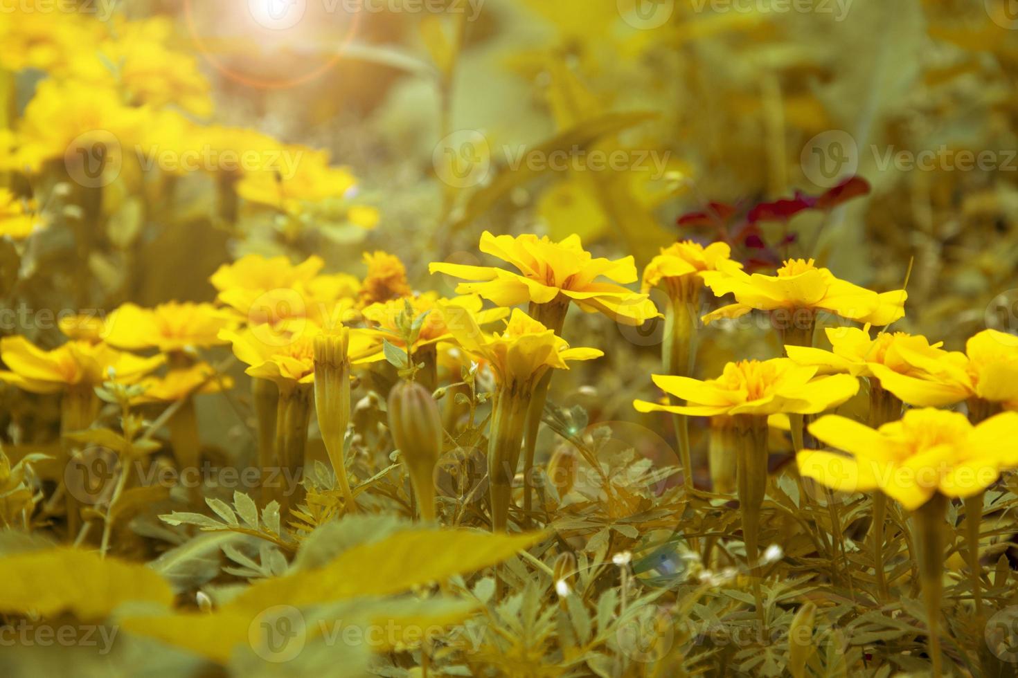 flores amarillas en los rayos del sol en otoño foto