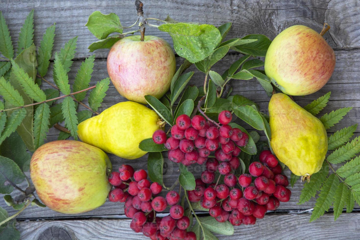 Bodegón con manzanas, peras y serbal rojo. foto