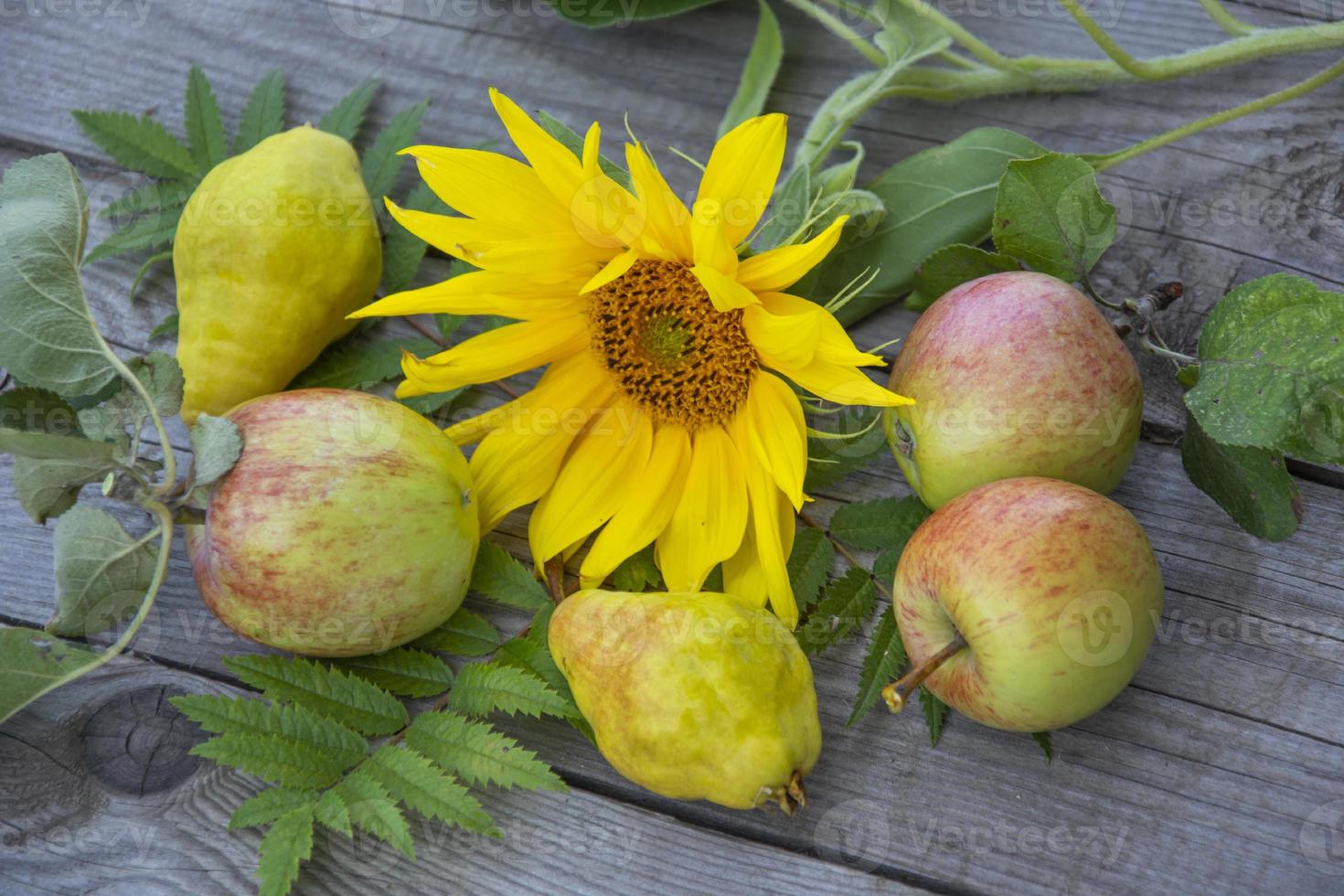 naturaleza muerta con manzanas, peras y una flor de girasol foto