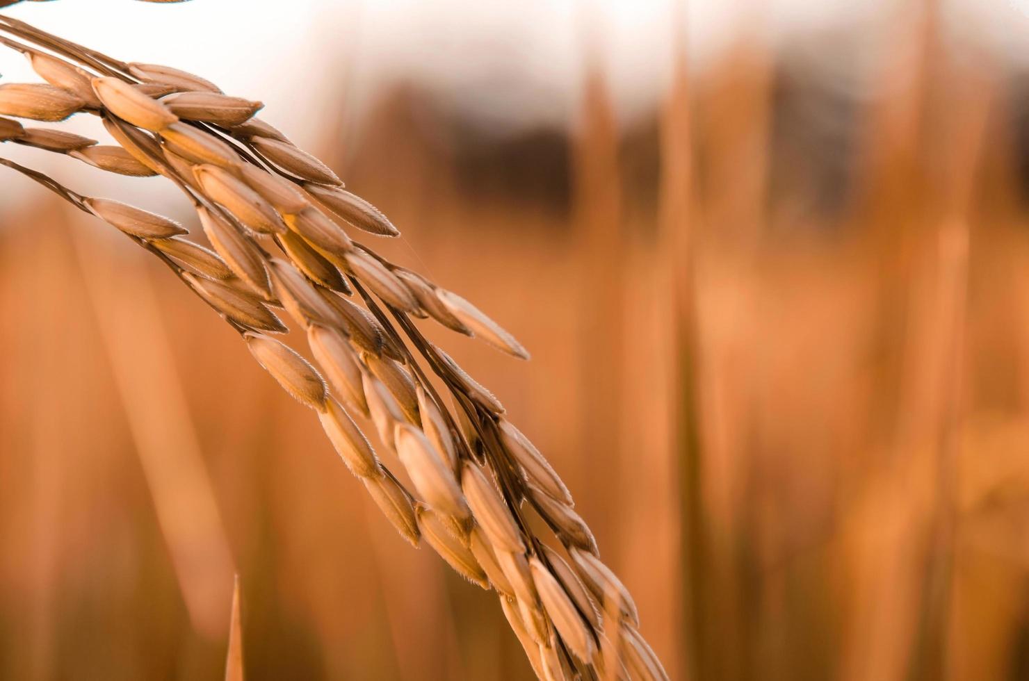 Paddy rice and rice seed in farm, Organic rice field and agriculture. photo