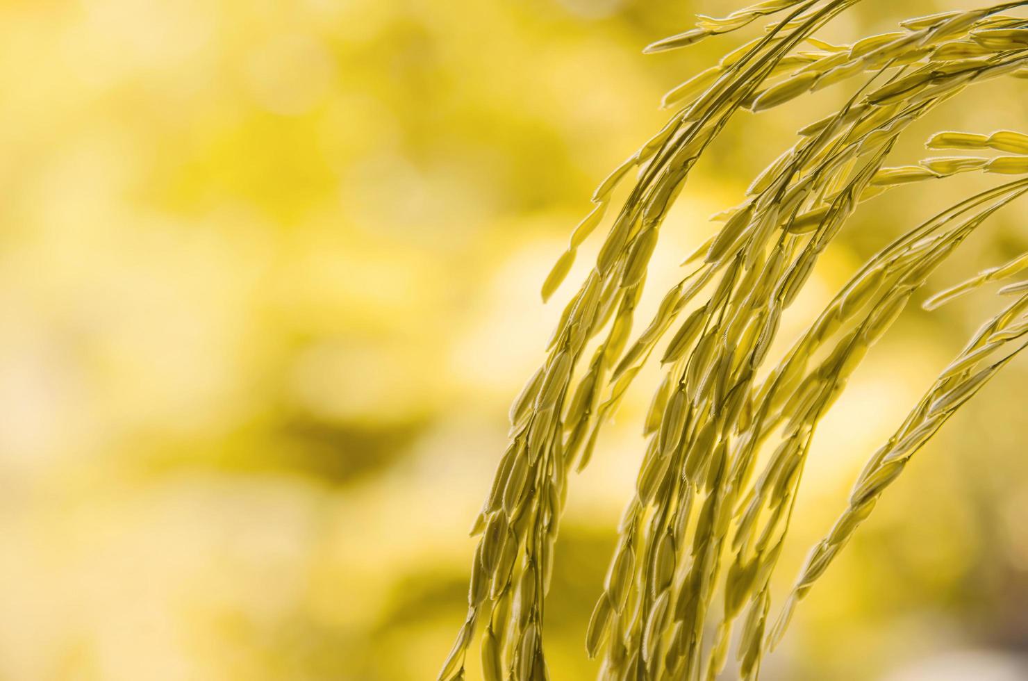 arroz con cáscara y semilla de arroz en la granja, campo de arroz orgánico y agricultura. foto