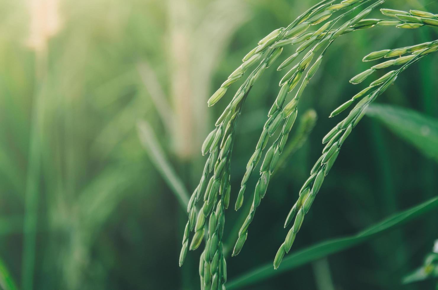 Paddy rice and rice seed in farm, Organic rice field and agriculture. photo