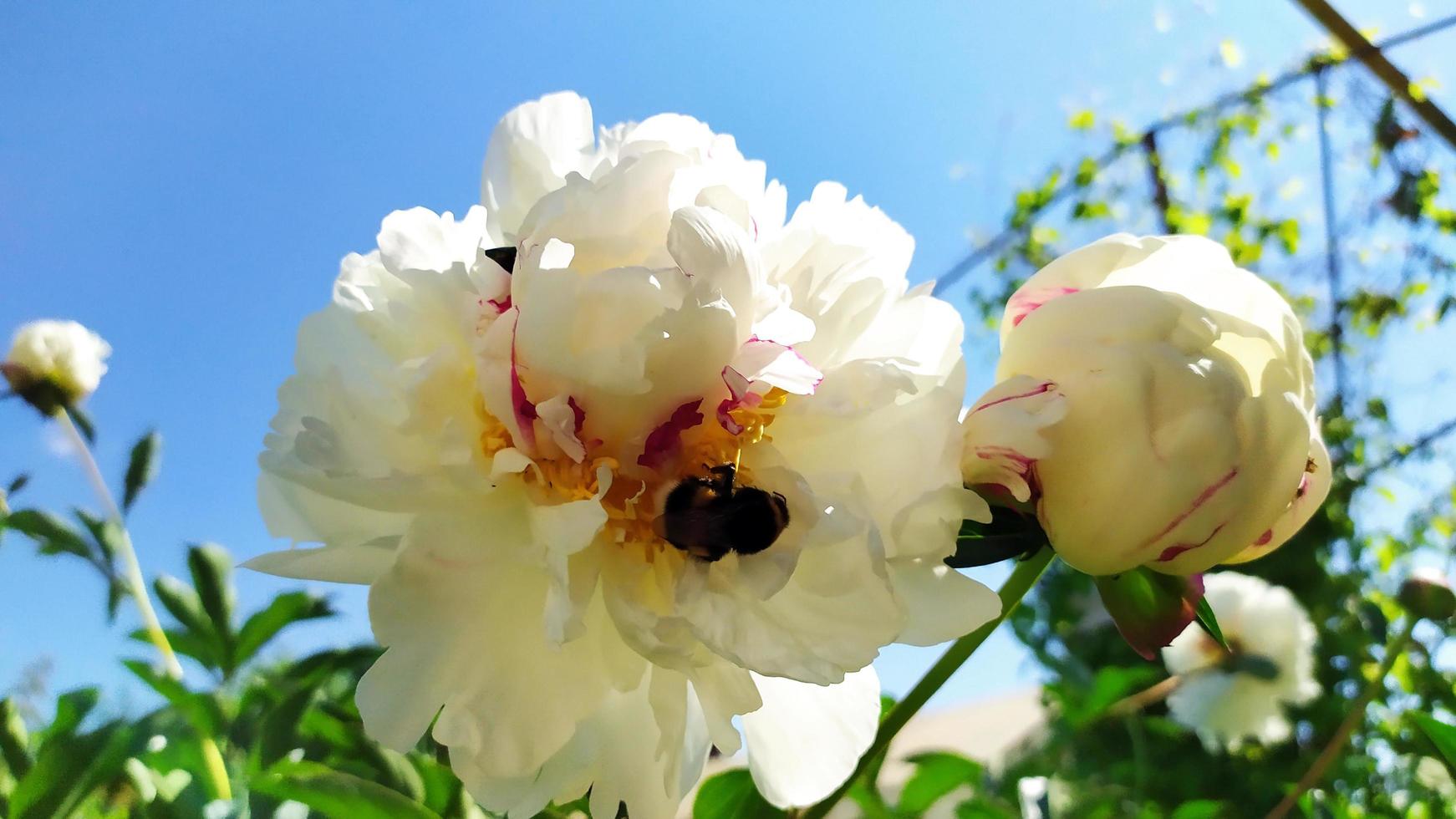 escarabajos en un capullo de flor foto