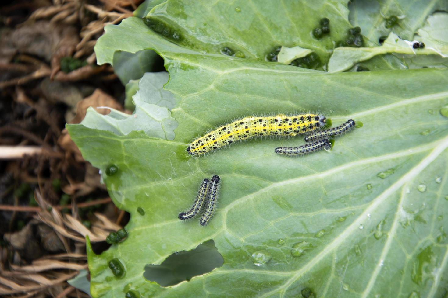 Caterpillars devour green cabbage leaves photo