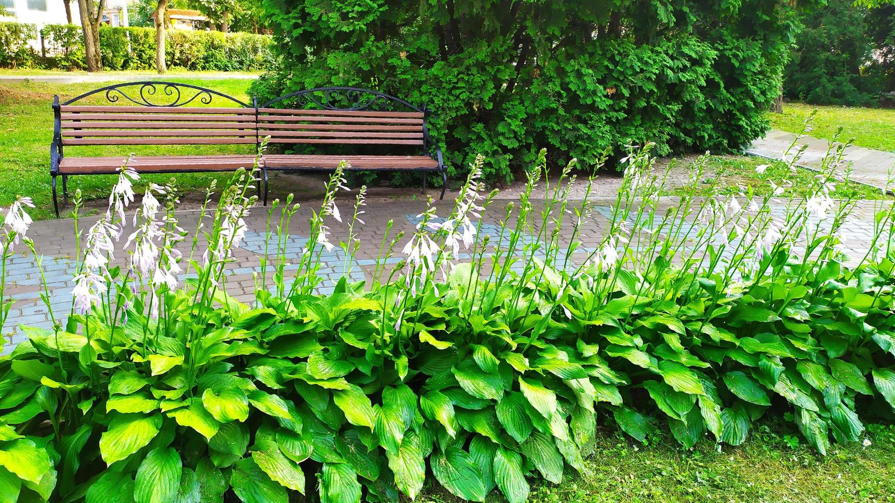 los anfitriones están floreciendo en el parque foto