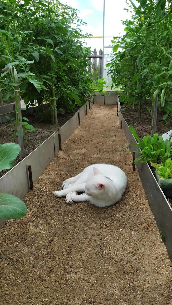 Tomato bushes in a greenhouse and a white cat sleeps photo