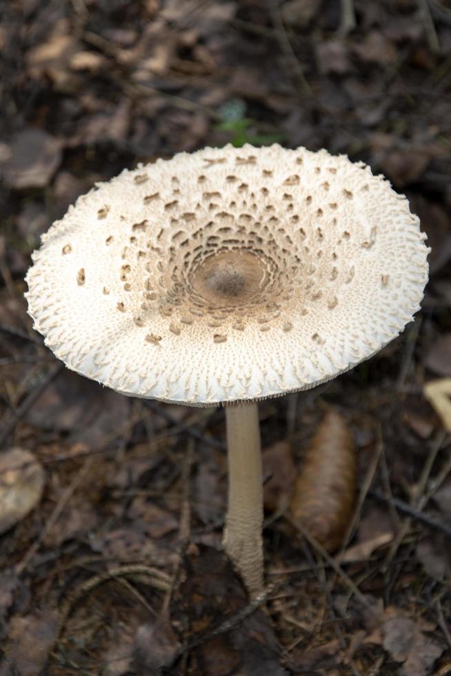 A beautiful poisonous mushroom grows in the forest photo