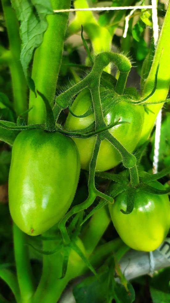 Frutos verdes de tomates en un arbusto en invernadero foto