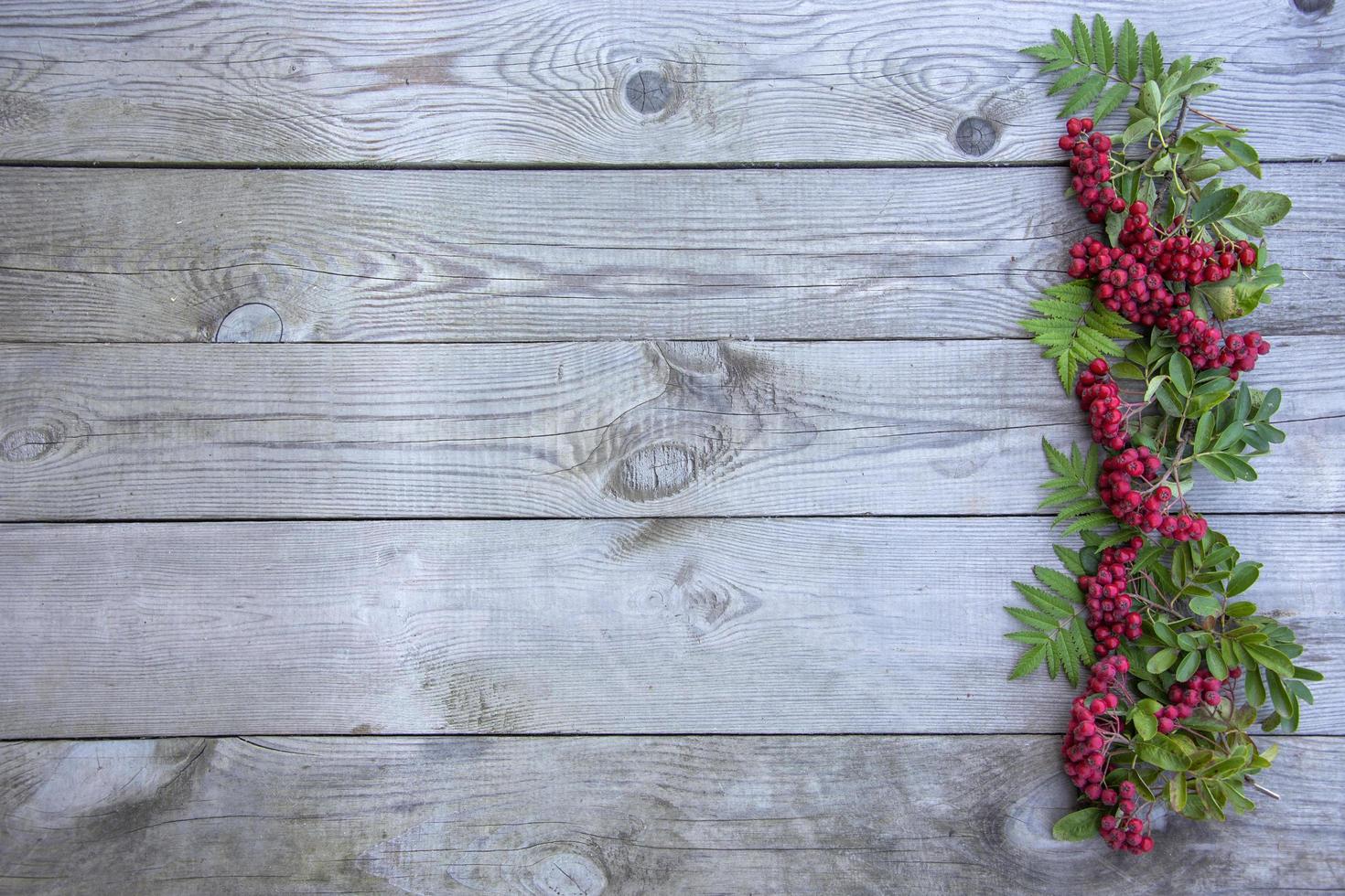 Sprigs with rowan berries photo