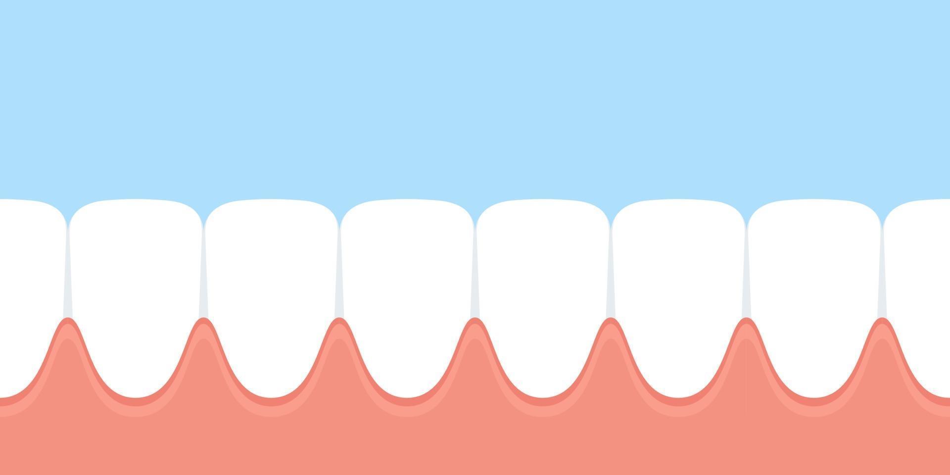 fila de dientes y encías en la boca vector