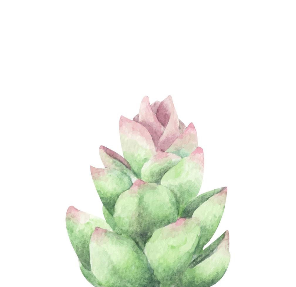 Succulent, Green bouquet, Cactus. Watercolor illustration. vector
