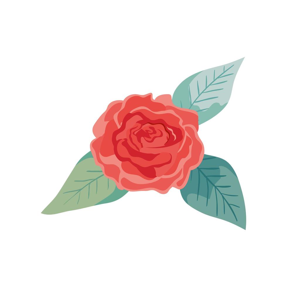 cute rose with leafs natural isolated icon vector