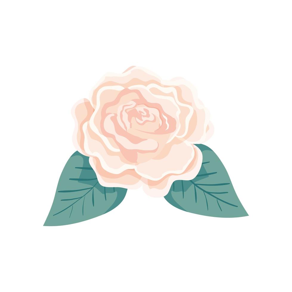 cute rose with leafs natural isolated icon vector