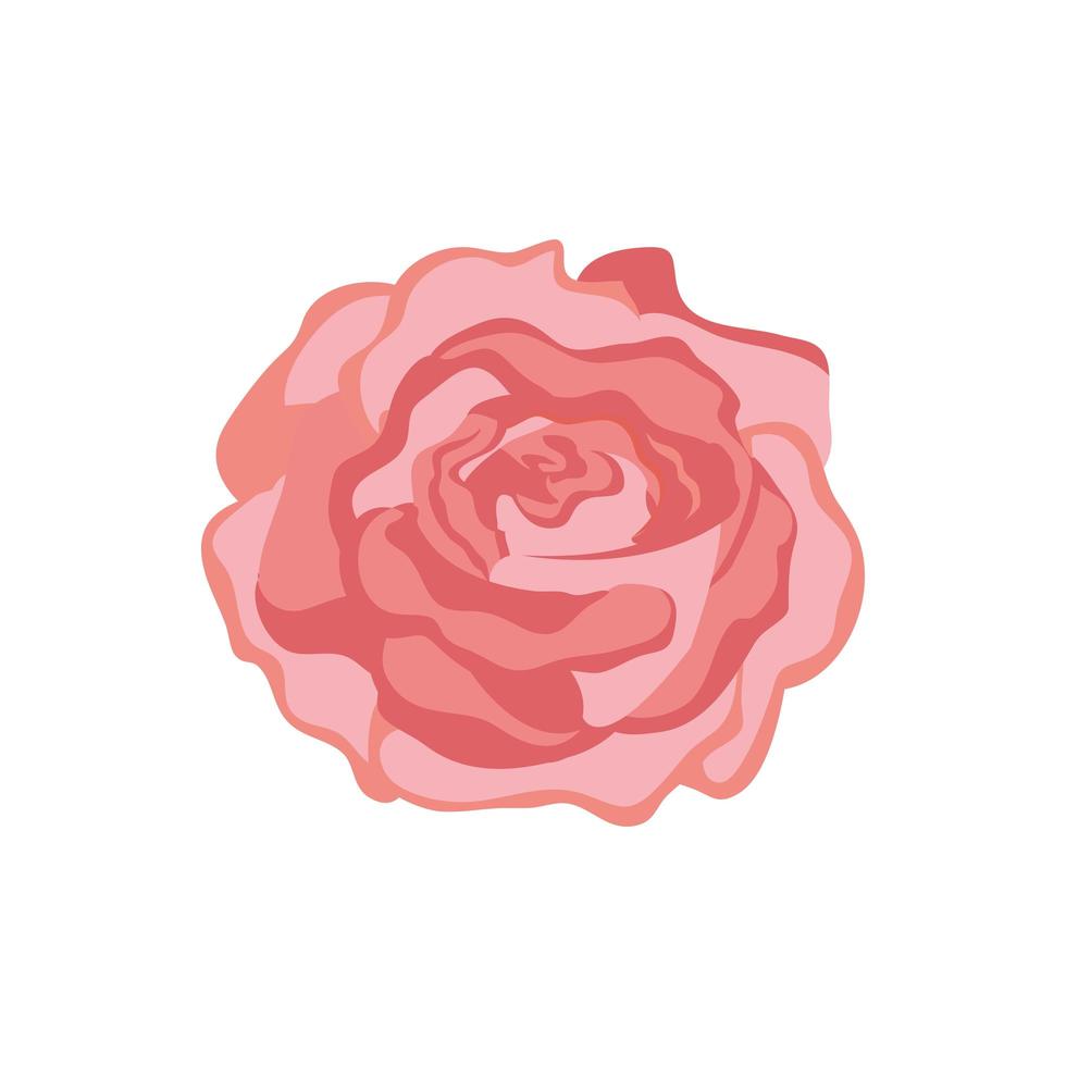 cute rose natural isolated icon vector