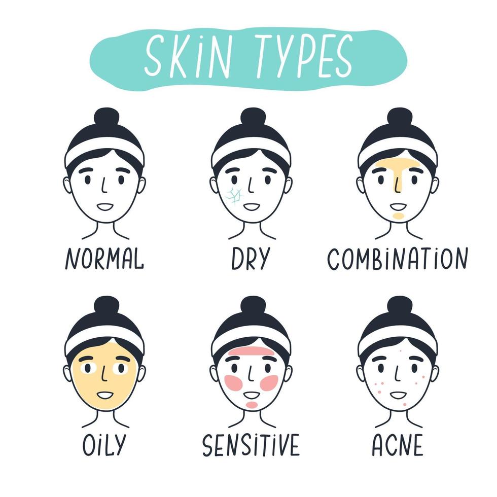 Basic skin types normal, dry, combination, oily, sensitive and acne. vector