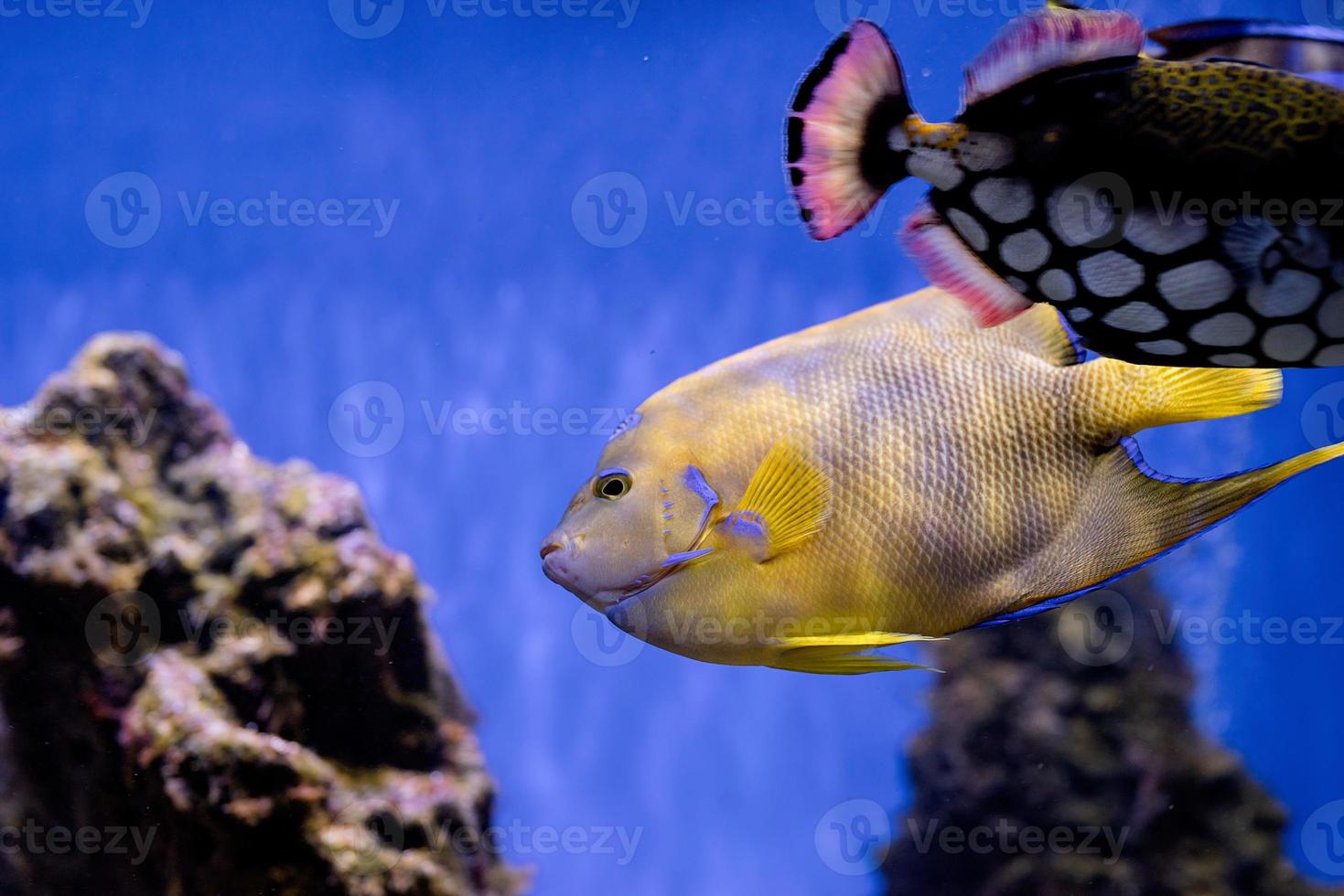 Underwater image of fish in the sea photo