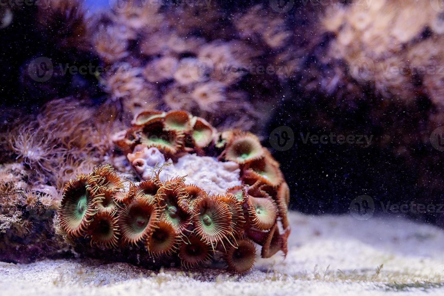 Underwater image of sea plants and algae in the sea photo