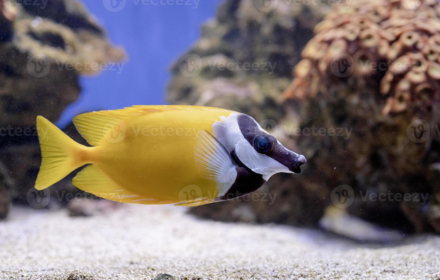 Underwater image of fish in the sea photo