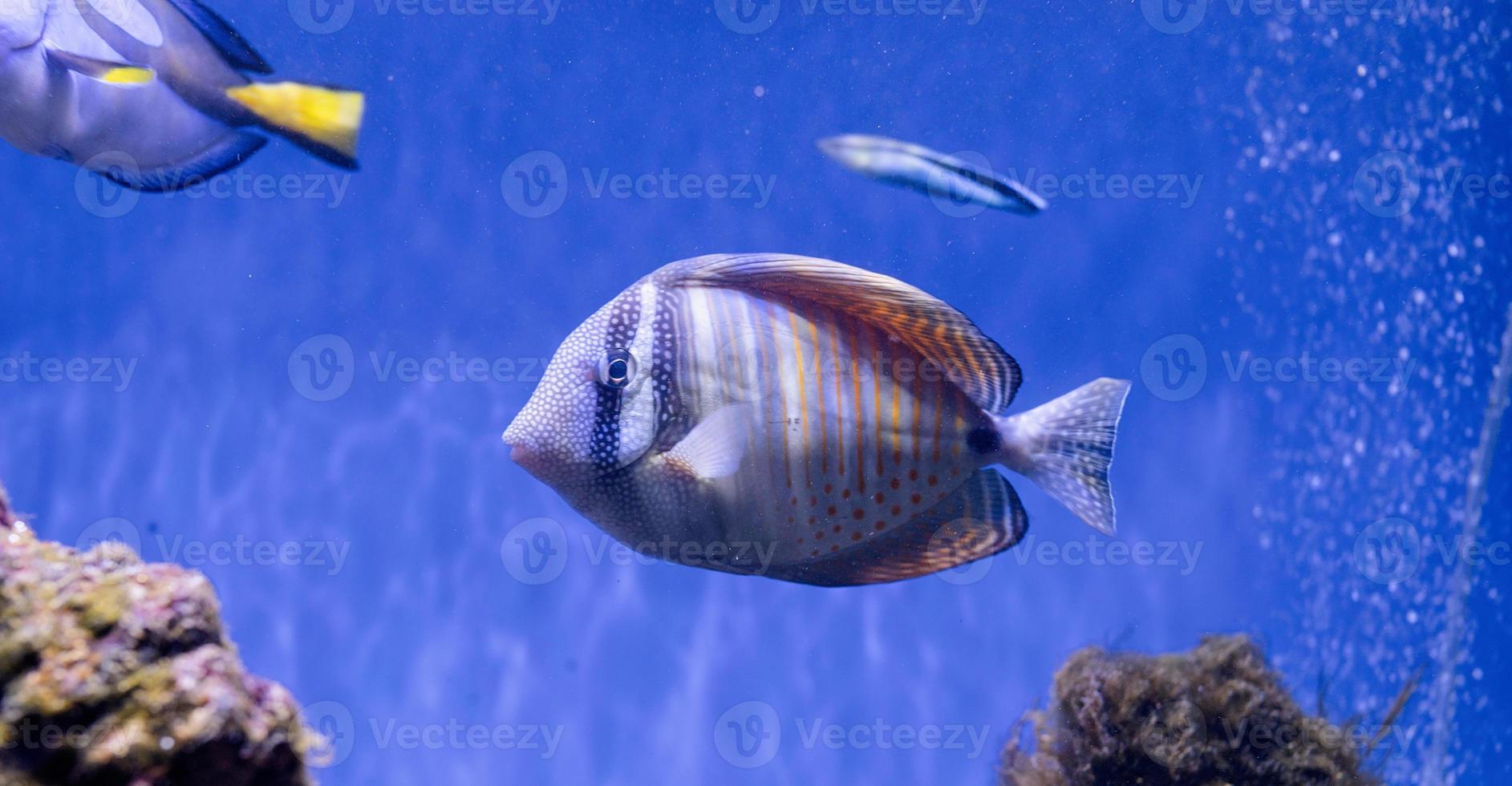 imagen submarina de peces en el mar foto